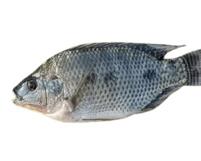 Tilapia Fish=WITH OPTIONS