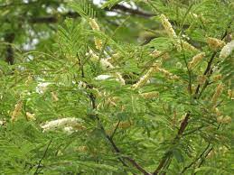 Ebony Tree  Seed ( கருங்காலி )
