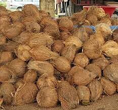 COCONUT PER KG