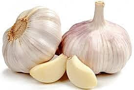 GARLIC