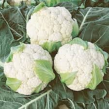 CAULIFLOWER