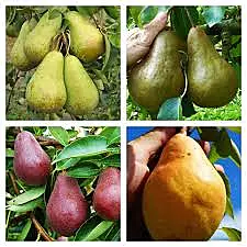 4n1 European Pear