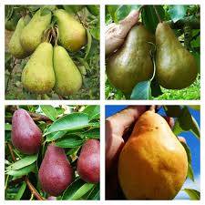 4n1 European Pear