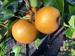4n1 Asian Pear