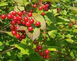 Redwing Highbush Cranberry