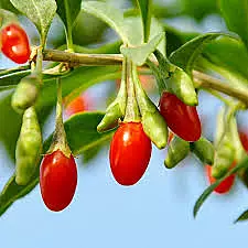 Phoenix Tears Goji Berry