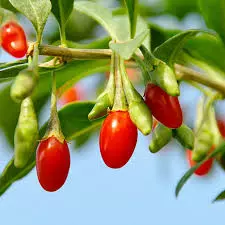 Phoenix Tears Goji Berry