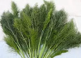 Herbs fennel Kg