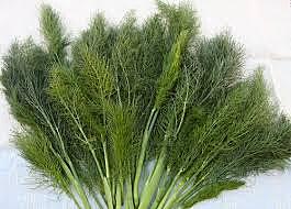 Herbs fennel Kg