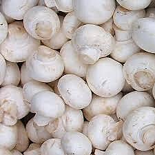 Mushroom White Kg