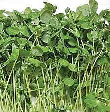 Herbs Pea shoots Pkt