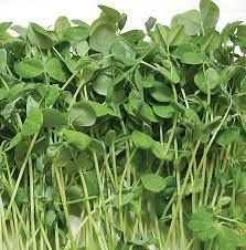 Herbs Pea shoots Pkt