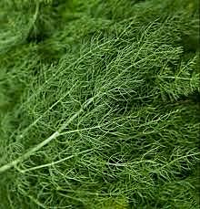 Herbs Dill Kg