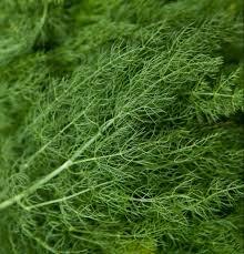 Herbs Dill Kg