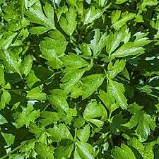 Herbs Italian Parsley Kg