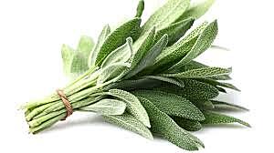 Herbs Sage Kg