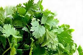 Herbs Coriander Kg