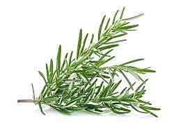 Herbs Rosemary Pkt