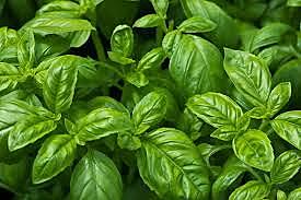 Herbs Basil Pkt
