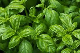 Herbs Basil Pkt
