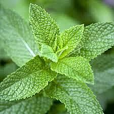 Herbs Mint Pkt