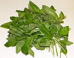 Herbs Basil Second Grade