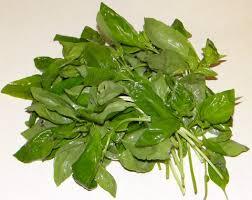 Herbs Basil Second Grade