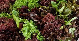 Lettuce Mix Box