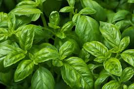 Herbs Basil Kg