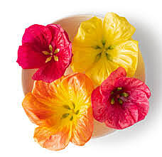 Flowers Hibuscus Pkt