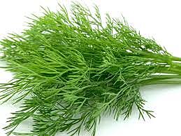Herbs Fennel Pkt