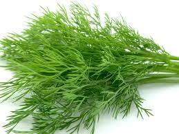 Herbs Fennel Pkt