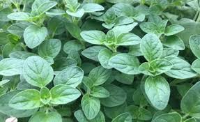 Herbs Origanum Kg
