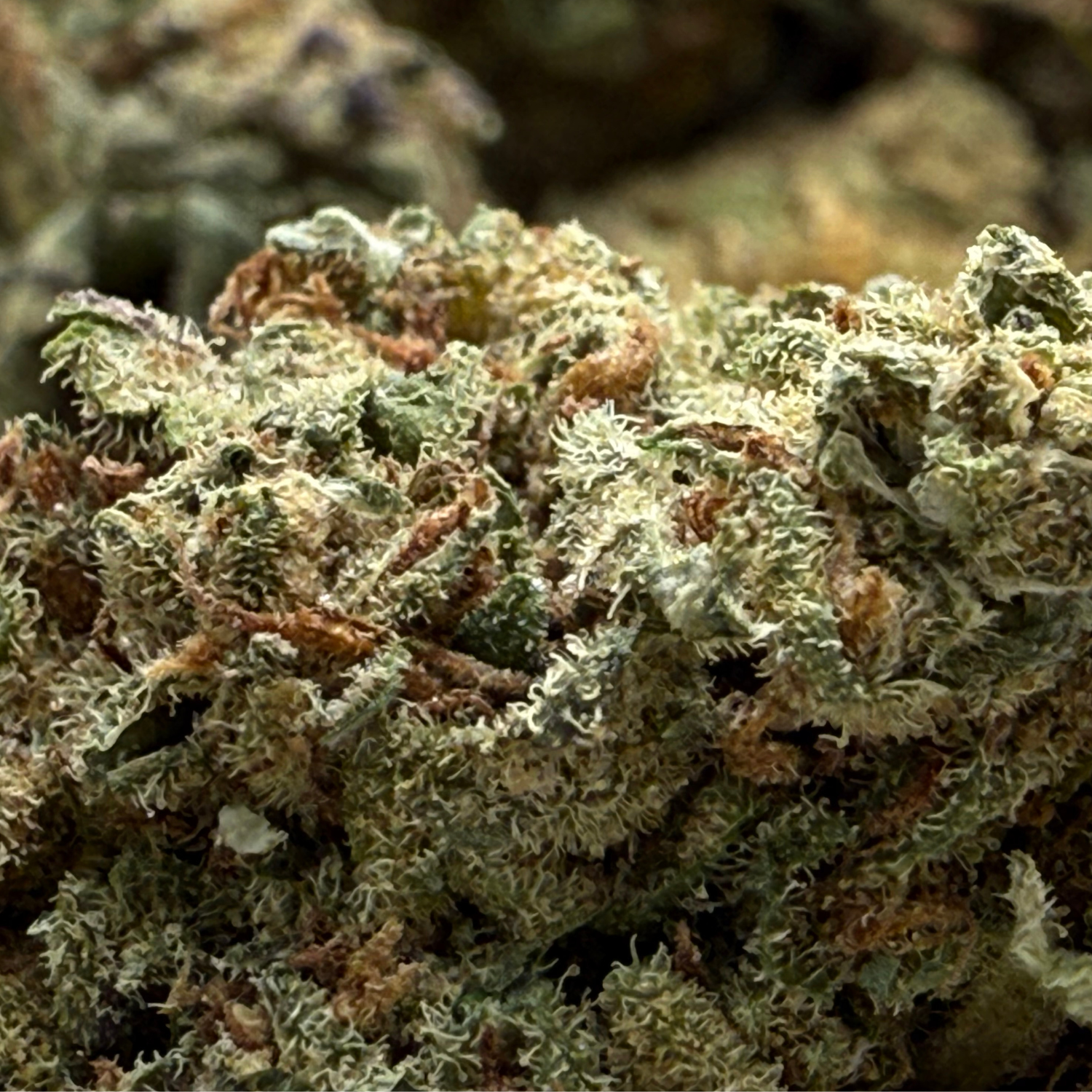 Thin Mint Indoor Estándar
