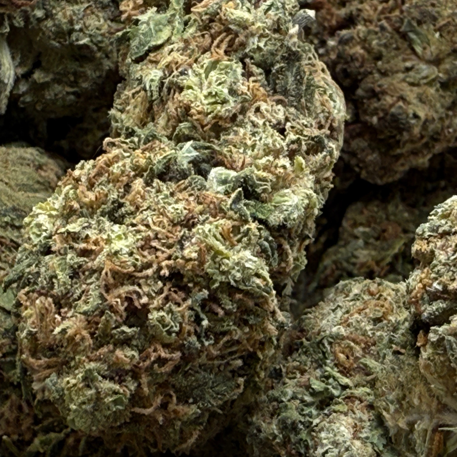 Thin Mint Indoor Estándar