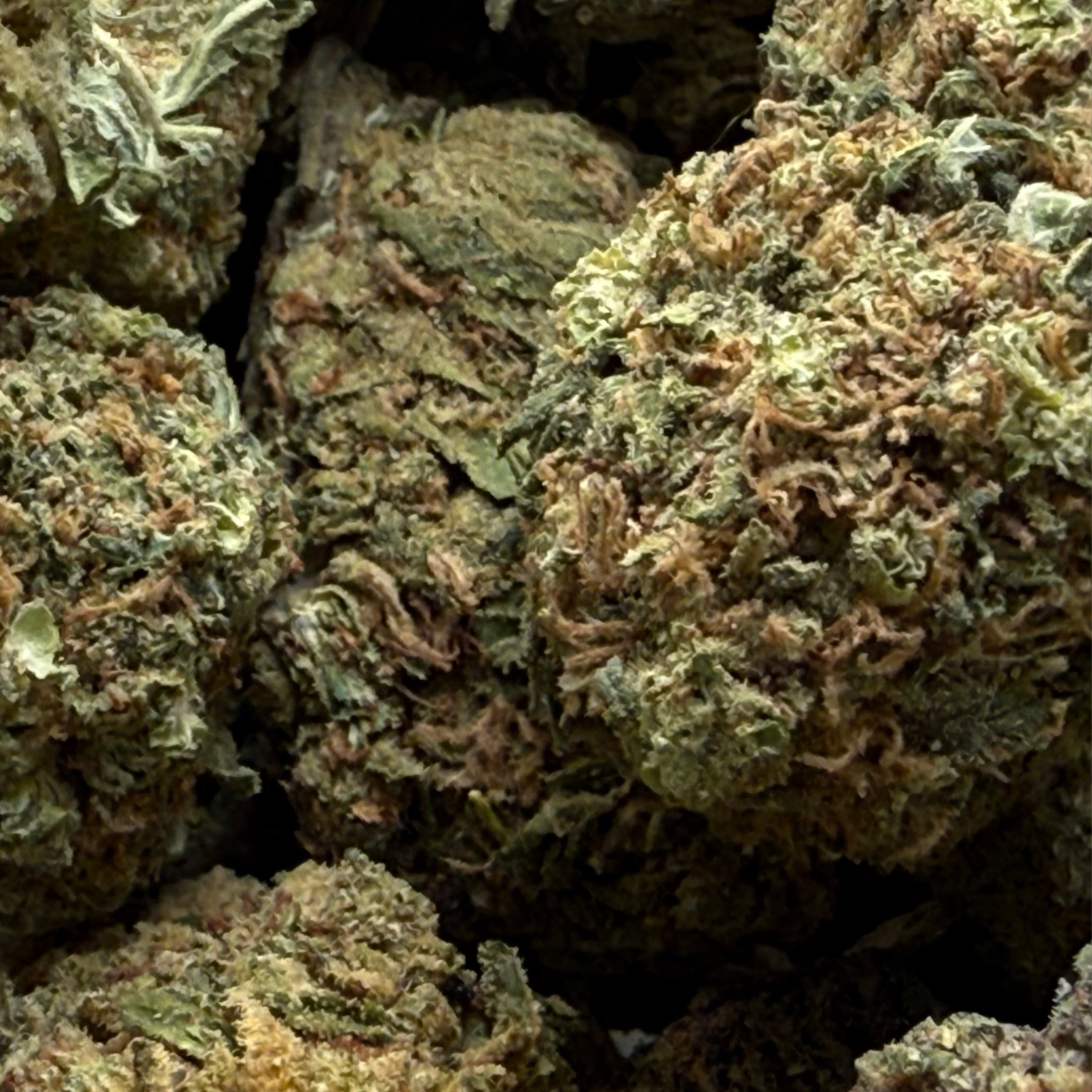 Thin Mint Indoor Estándar