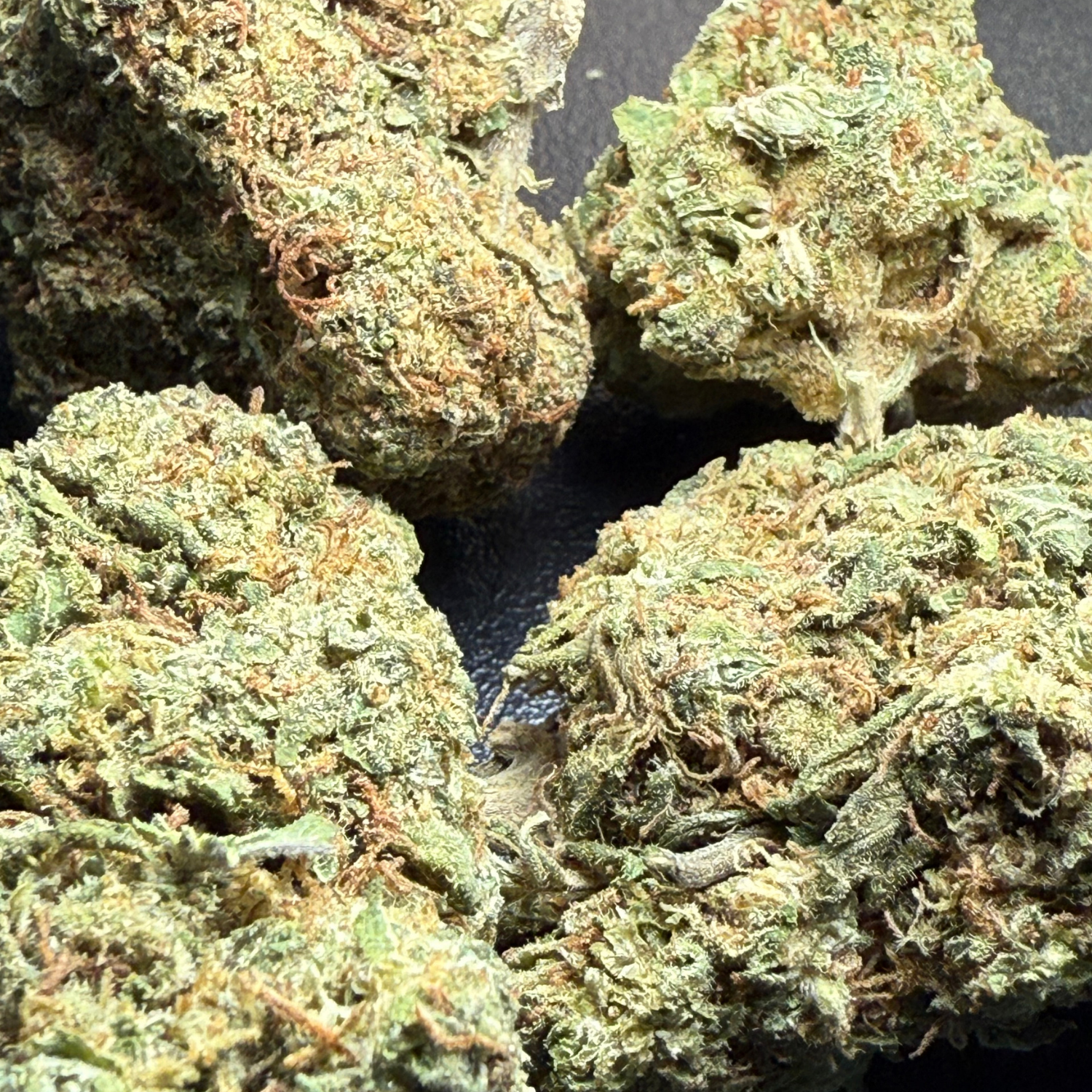 Thin Mint Indoor Estándar