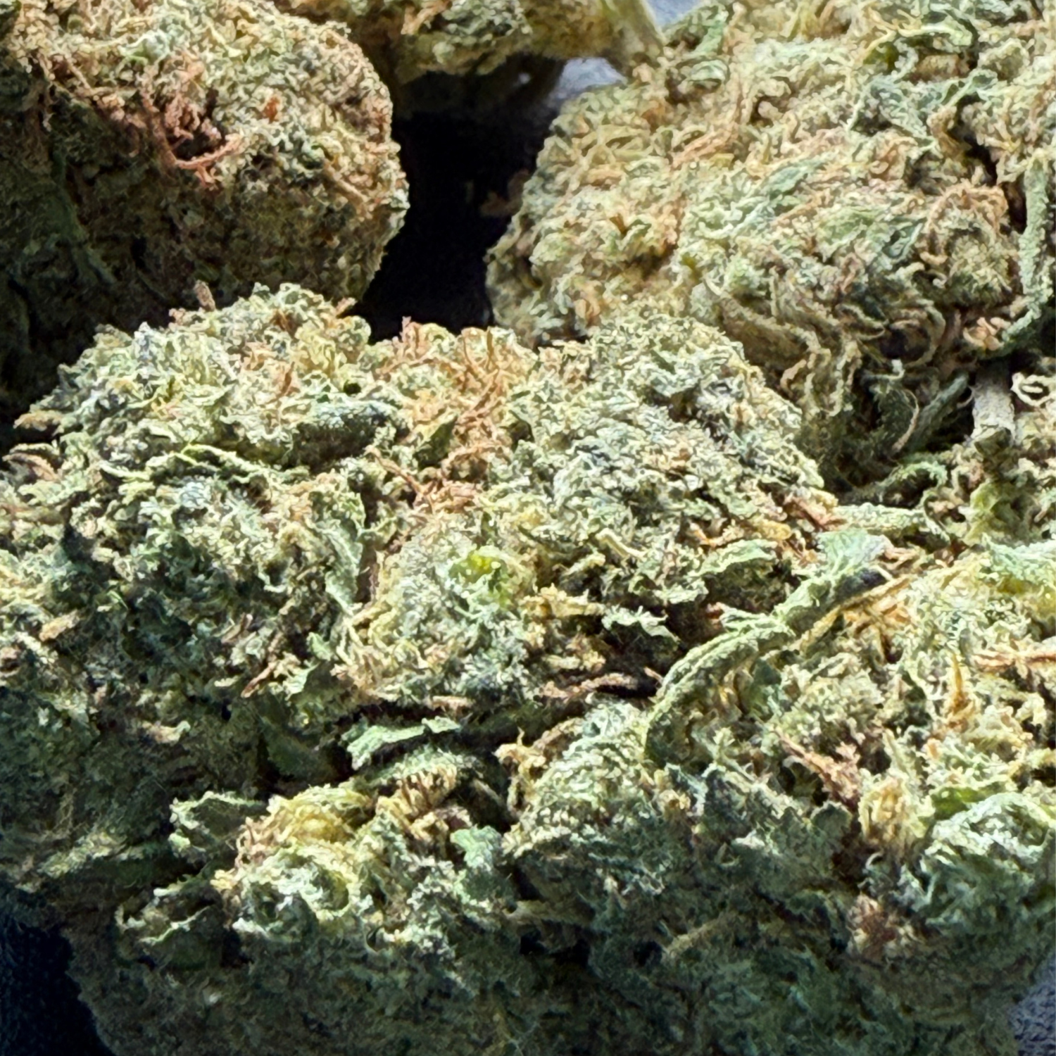 Thin Mint Indoor Estándar