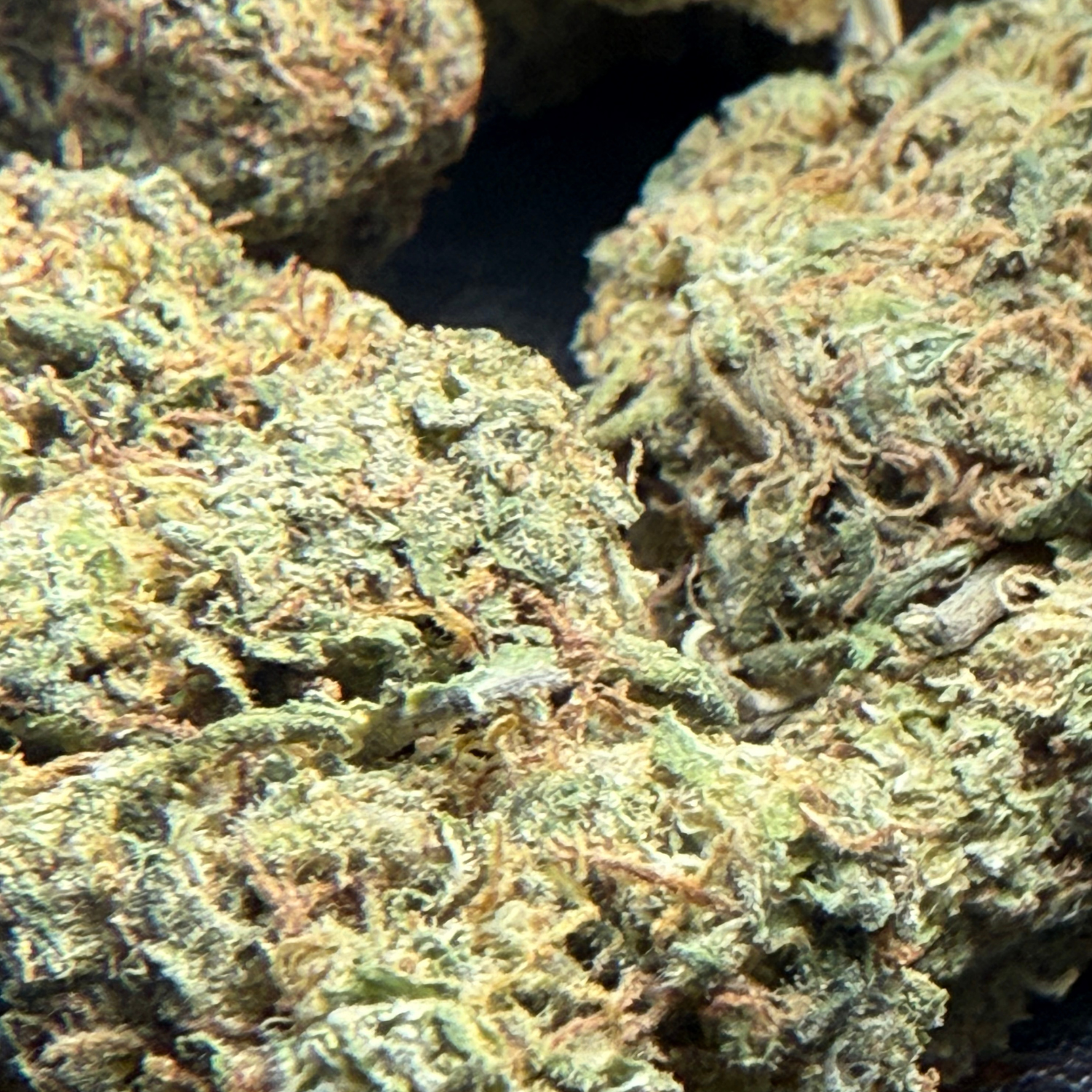 Thin Mint Indoor Estándar