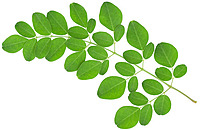 MURUNGAI SEED ( DRUMSTICK LEAVES )