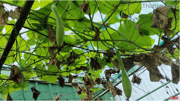 Bottle Gourd - Duck ( வாத்து சுரைக்காய்)