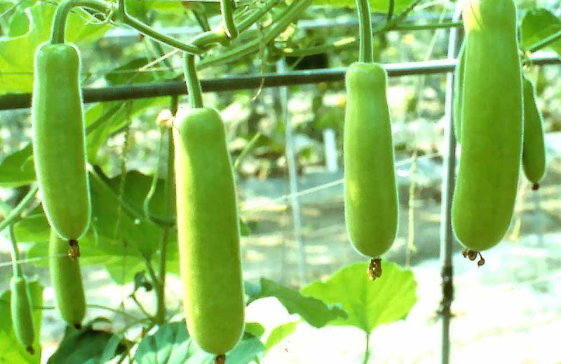 NEETA SURAKKAI LONG BOTTLE GOURD (நீட்ட சுரைக்காய்)