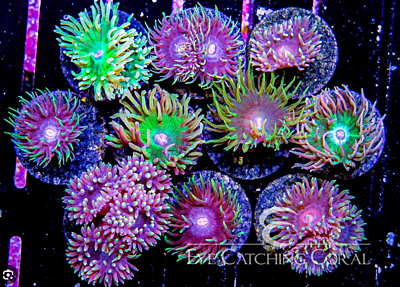 Duncan Coral Frag