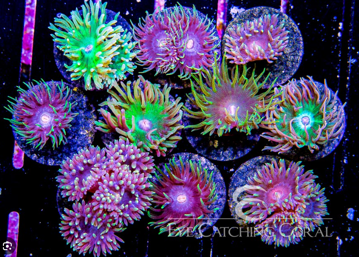 Duncan Coral Frag