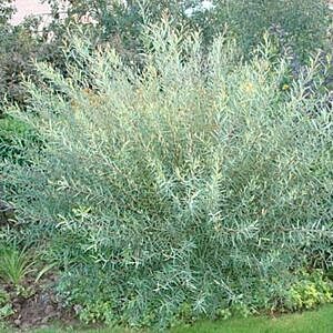 DWARF ARCTIC WILLOW (SALIX PURPUREA ‘NANA’)