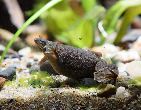 Dwarf Frog Brown