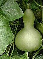 Bottle Gourd - Neechal ( நீச்சல் சுரைக்காய் )