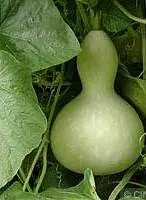Bottle Gourd - Neechal ( நீச்சல் சுரைக்காய் )