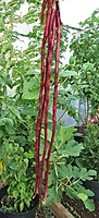 COWPEA VINE - RED KODI  KARAMANI |  சிகப்பு கொடி காராமணி