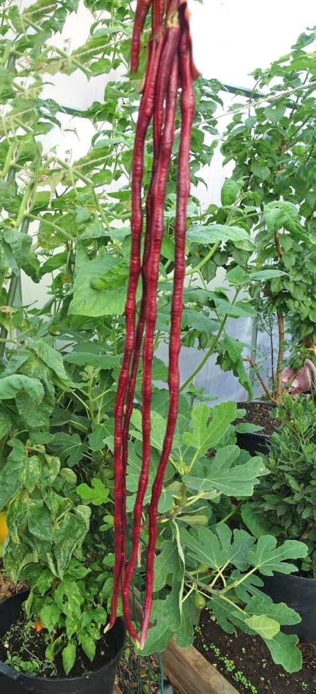 COWPEA VINE - RED KODI  KARAMANI |  சிகப்பு கொடி காராமணி